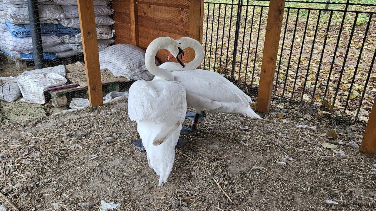 Миссия «Зимовка»