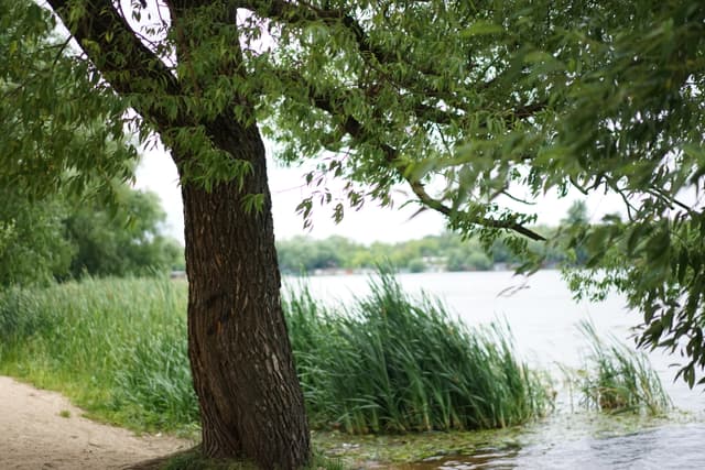 Парк на улице Парковая - фото 1